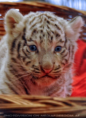 Reich an wei�en Tigern 04