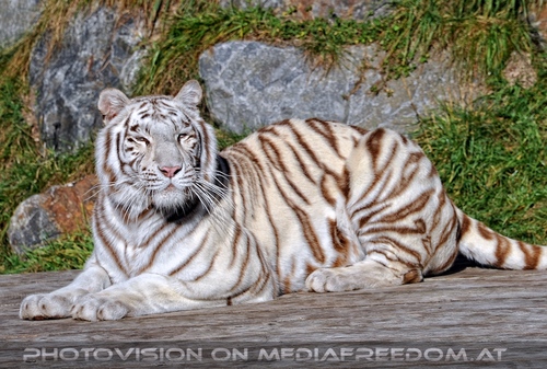 Reich an wei�en Tigern 15