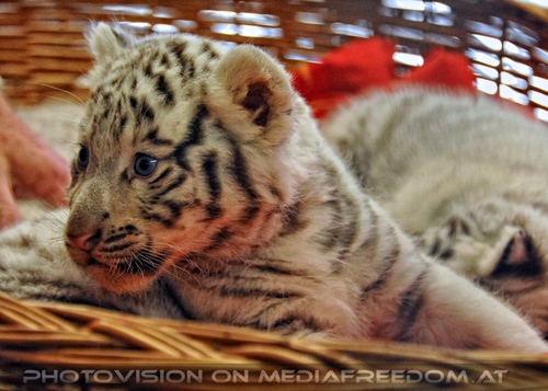 Reich an wei�en Tigern 26