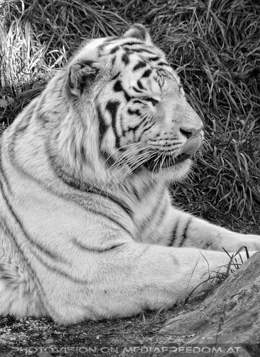 Reich an wei�en Tigern 28