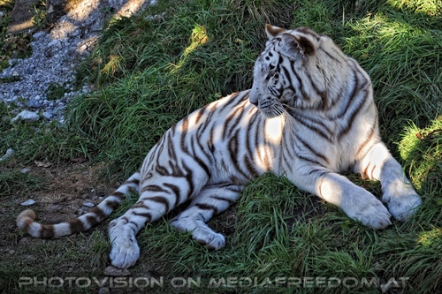 Reich an wei�en Tigern 31