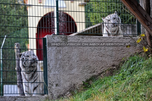 Reich an wei�en Tigern 33