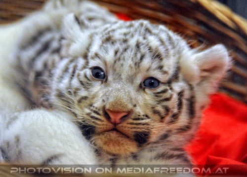 Reich an wei�en Tigern 35