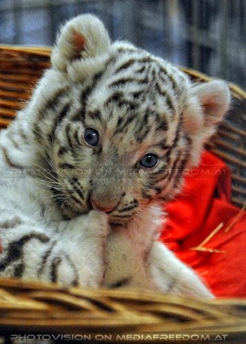 Reich an wei�en Tigern 38