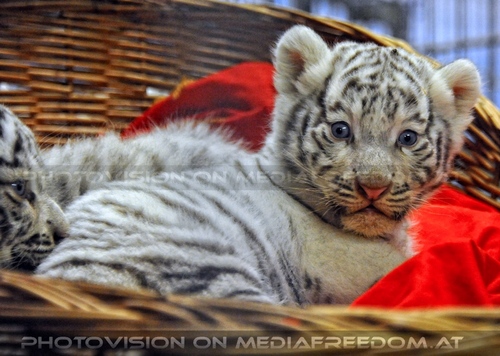 Reich an wei�en Tigern 40