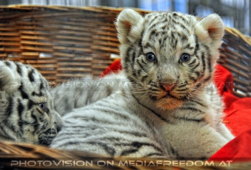 Reich an wei�en Tigern 41