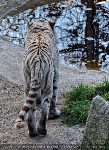 Reich an wei�en Tigern 52