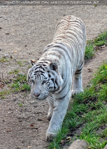 Reich an wei�en Tigern 53