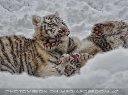 Akim, C�sar und Baghira im Schnee - Pix 03