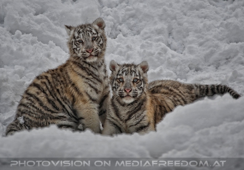 Akim, C�sar und Baghira im Schnee - Pix 05