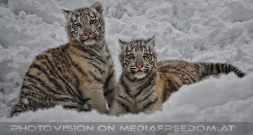 Akim, C�sar und Baghira im Schnee - Pix 06