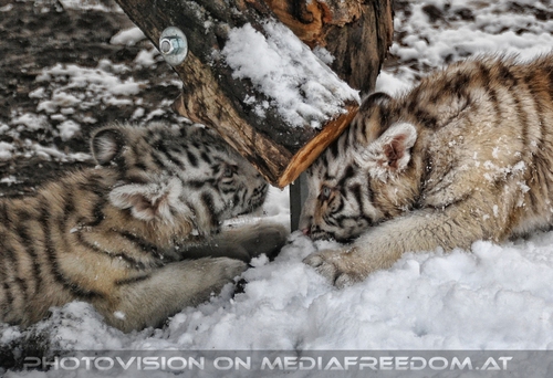 Akim, C�sar und Baghira im Schnee - Pix 08