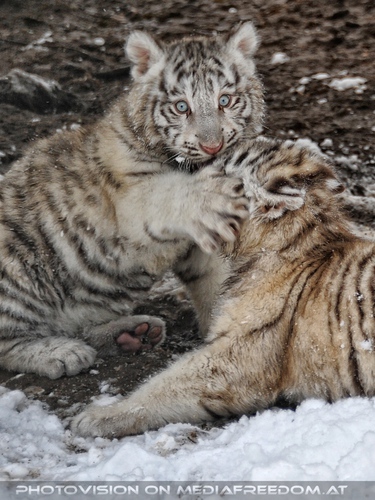 Akim, C�sar und Baghira im Schnee - Pix 11
