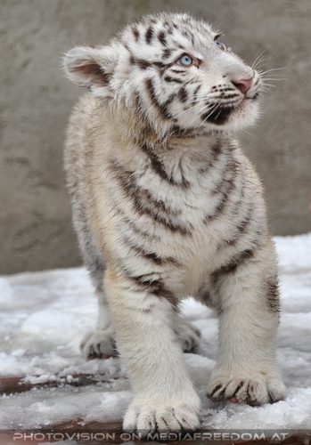 Akim, C�sar und Baghira im Schnee - Pix 17