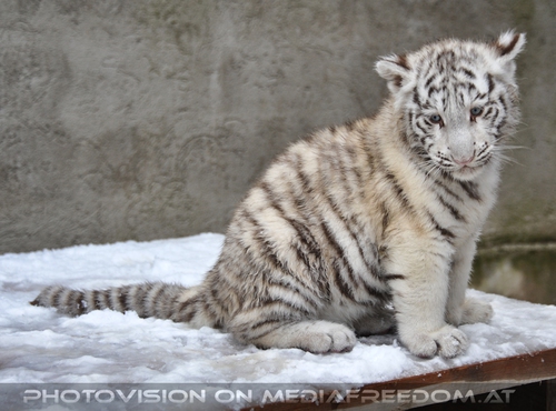 Akim, C�sar und Baghira im Schnee - Pix 18