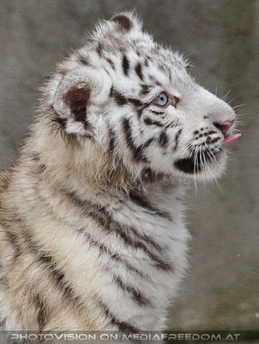 Akim, C�sar und Baghira im Schnee - Pix 19