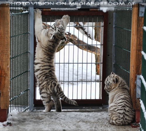 Akim, C�sar und Baghira im Schnee - Pix 22