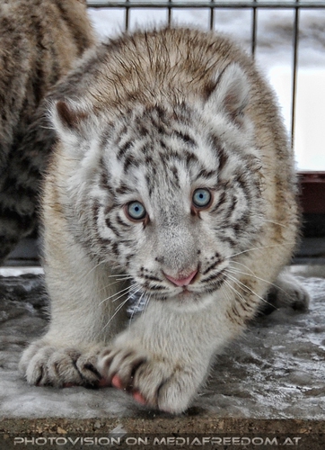 Akim, C�sar und Baghira im Schnee - Pix 23