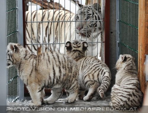 Akim, C�sar und Baghira im Schnee - Pix 24