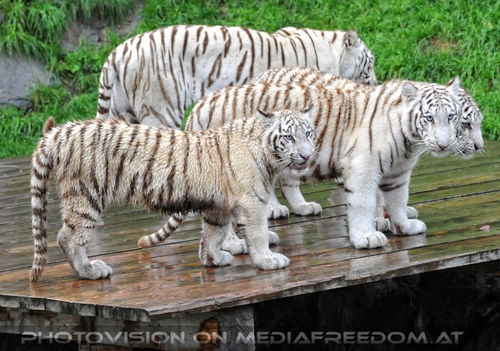 Abschied von den Tiger-Drillingen 048