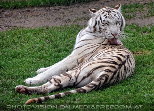 Abschied von den Tiger-Drillingen 097