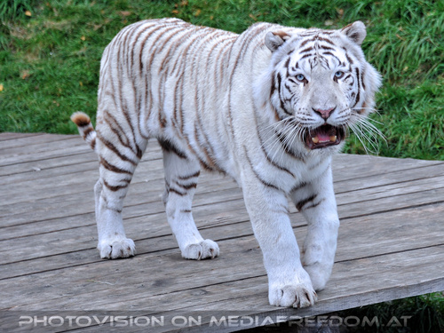 Spiel der weissen Tiger 03