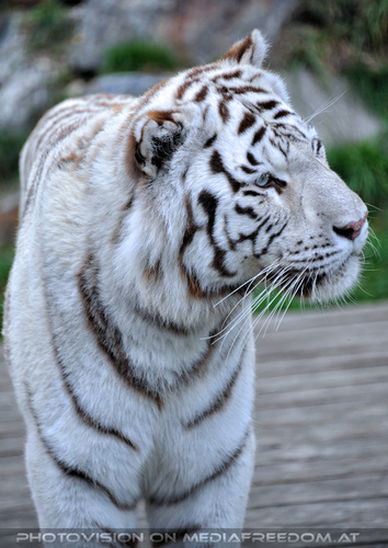 Spiel der weissen Tiger 04