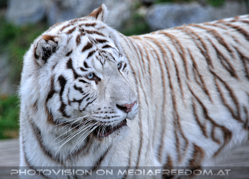 Spiel der weissen Tiger 06