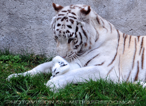 Spiel der weissen Tiger 10