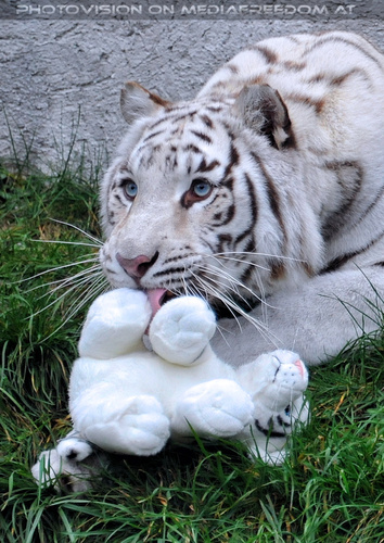Spiel der weissen Tiger 12