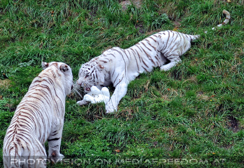 Spiel der weissen Tiger 13