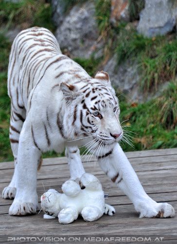 Spiel der weissen Tiger 17