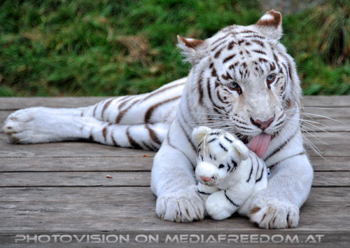 Spiel der weissen Tiger 20
