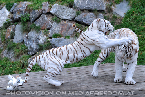 Spiel der weissen Tiger 25