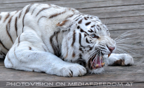 Spiel der weissen Tiger 27