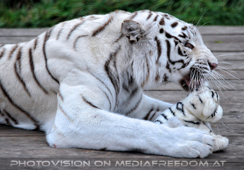 Spiel der weissen Tiger 29