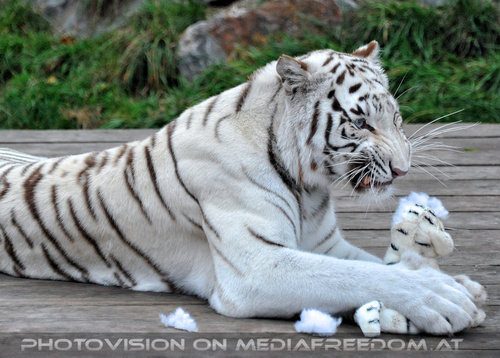 Spiel der weissen Tiger 30