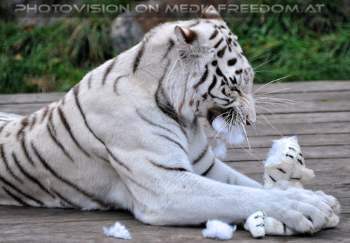 Spiel der weissen Tiger 31