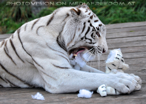 Spiel der weissen Tiger 32