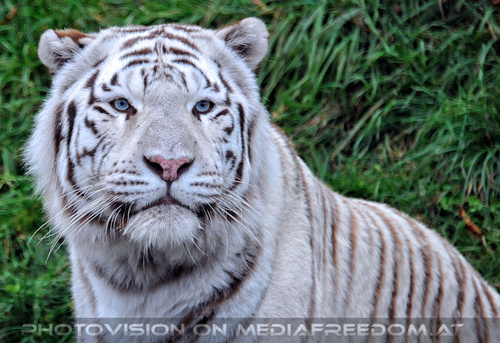 Spiel der weissen Tiger 36