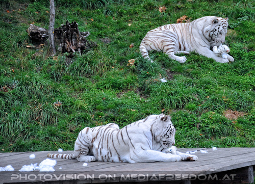 Spiel der weissen Tiger 39