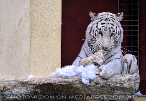 Spiel der weissen Tiger 41
