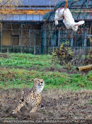 Geparden F�tterung im Lauf 01