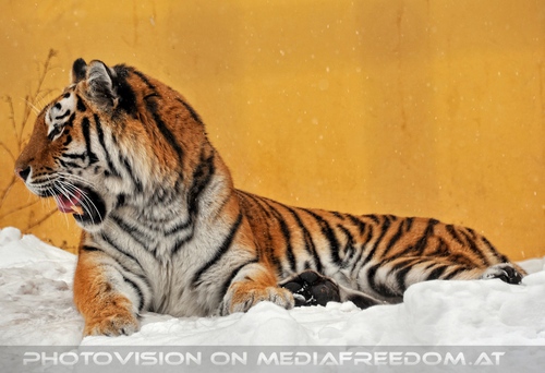 Sibirischer Tiger im Schnee 10