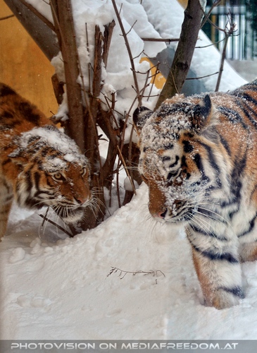 Sibirische Tiger im Schnee 15