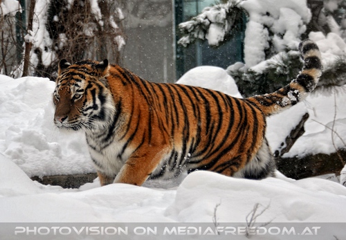 Sibirischer Tiger im Schnee 18