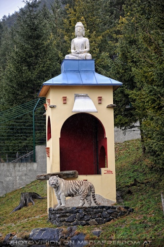 Die wei�en Tiger Vierlinge 01