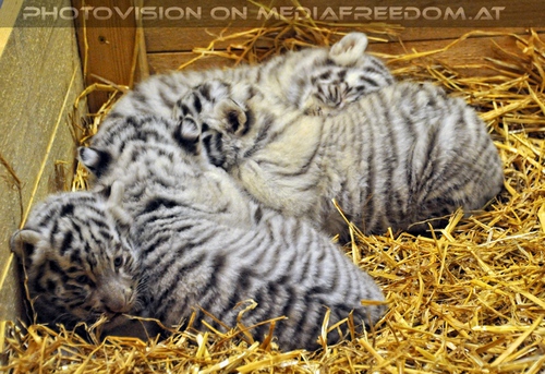 Die wei�en Tiger Vierlinge 06
