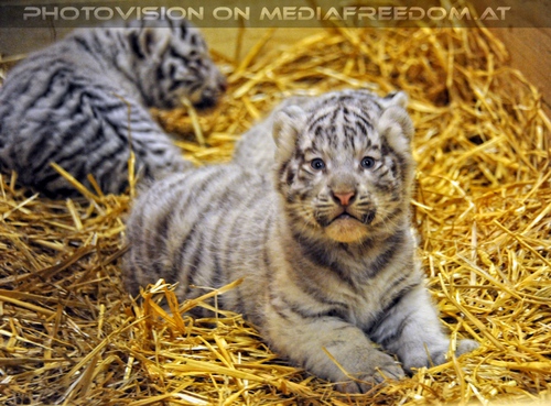 Die wei�en Tiger Vierlinge 10