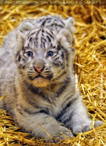 Die wei�en Tiger Vierlinge 11